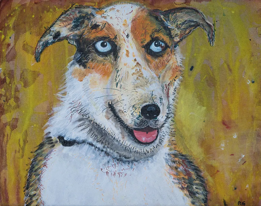 Blue-eyed border collie dog
